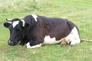 В Татарстане поголовье крупного рогатого скота сократилось почти на 6 тысяч