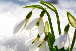 Куры и весна: 3 мартовских дела