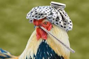 ASF and Avian Influenza: Most new outbreaks in Europe