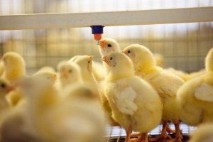 В Новосибирской области не снижается объем производства яиц и мяса птицы