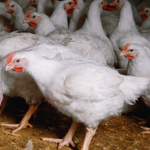 USA: Week 39 Broiler Market Review 2021