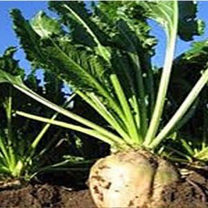 Sowing of agricultural crops completed in the Nizhny Novgorod region