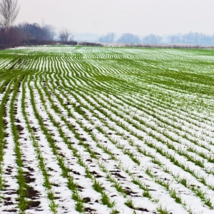 Agrarians of Kuzbass replenish stocks of mineral fertilizers