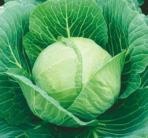 Антибиотики в капусте: миф или реальность?