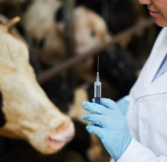 Antibiotics in meat: problems and solutions