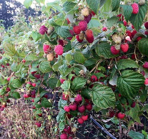 Подмосковная ягодная ферма получила грант на выращивание голубики