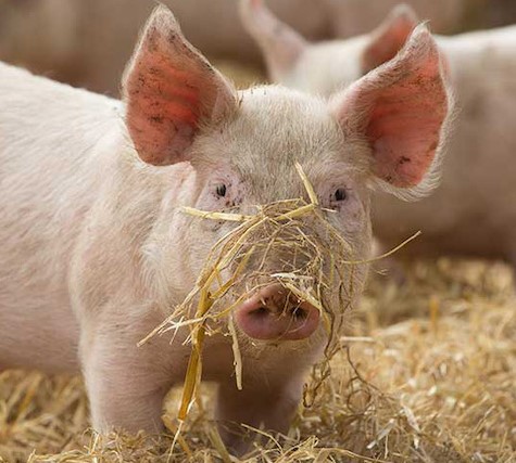 Where was pork exported from Brazil in 2023?