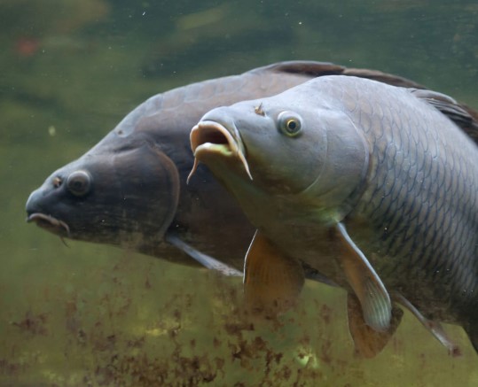 Antibiotics in carp