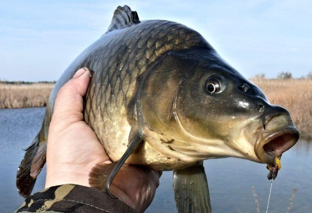 10 Interesting Facts about Carp