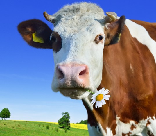 В Темрюкском районе Кубани животноводы проводят селекционную работу