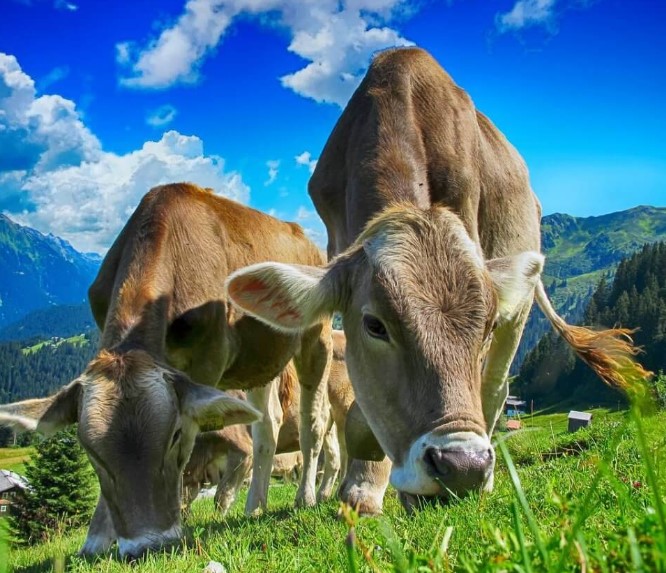 Четкий график и качество. В Чаусском районе приступили к заготовке кормов