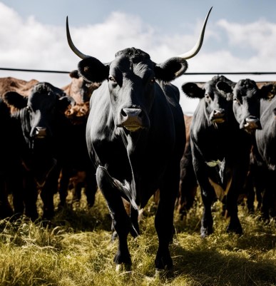 Россельхознадзор выясняет причины массовой гибели коров на пермских фермах
