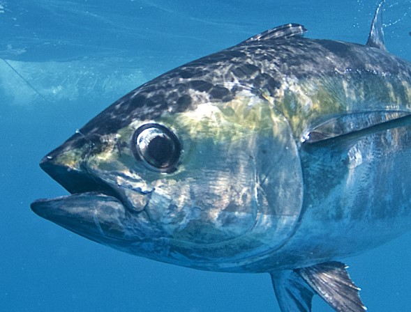 Tuna, 10 interesting facts
