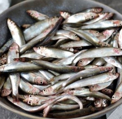Sprat, 10 interesting facts