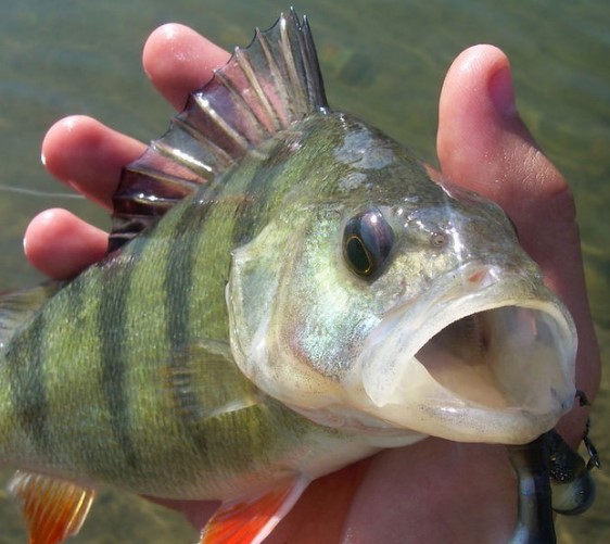 Perch, 10 interesting facts