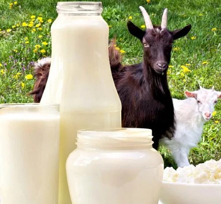 Премьера! 200 литров козьего молока в день. Зааненские козы. Своя переработка. Козья ферма GalaMilk. Казахстан