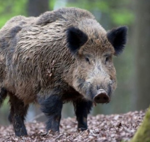 Дикий кабан и домашняя свинья: сравнение и преимущества