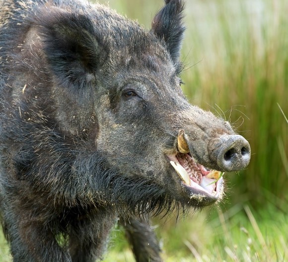 Дикий кабан, как выжить...