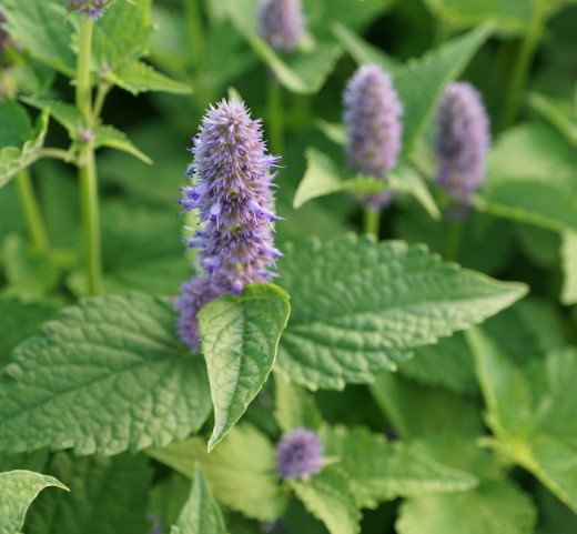 Мята - 10 интересных фактов