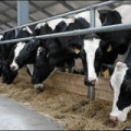 ООО ПионерПродукт - Молочные Предприятия - Коммунальное сельскохозяйственное унитарное предприятие «Племзавод Россь»