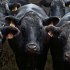 Demodicosis in cattle