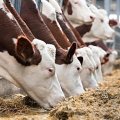 ООО ПионерПродукт - Молочные Предприятия Казахстана / Milk Plants of Kazahstan - Луганск