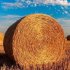 Производство сельхозпродукции в Беларуси в январе-июле выросло на 5,2%